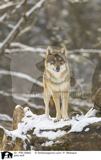 grey wolf / PW-19882