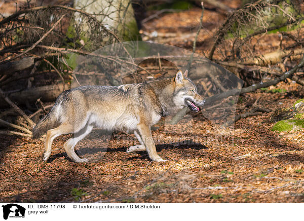 grey wolf / DMS-11798