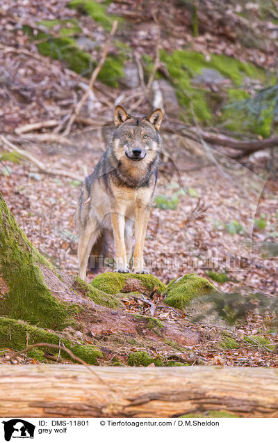 Grauwolf / grey wolf / DMS-11801