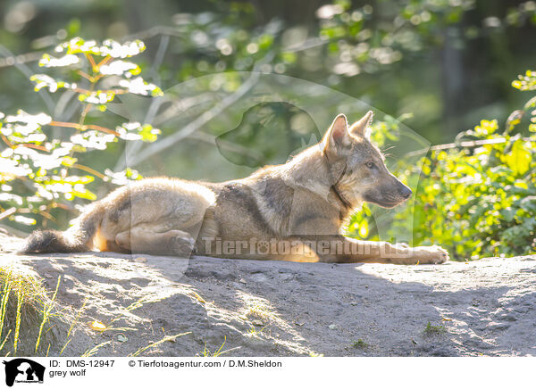 Grauwolf / grey wolf / DMS-12947