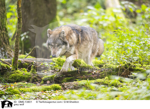 Grauwolf / grey wolf / DMS-13801