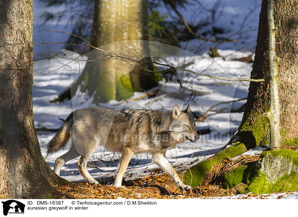 Europischer Wolf im Winter / eurasian greywolf in winter / DMS-16387