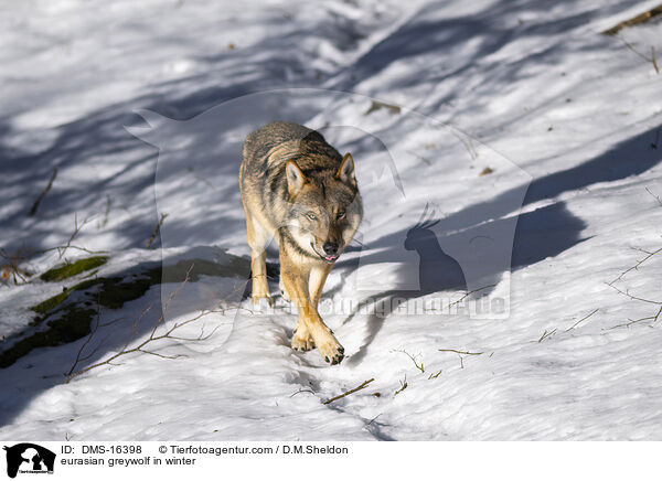 Europischer Wolf im Winter / eurasian greywolf in winter / DMS-16398