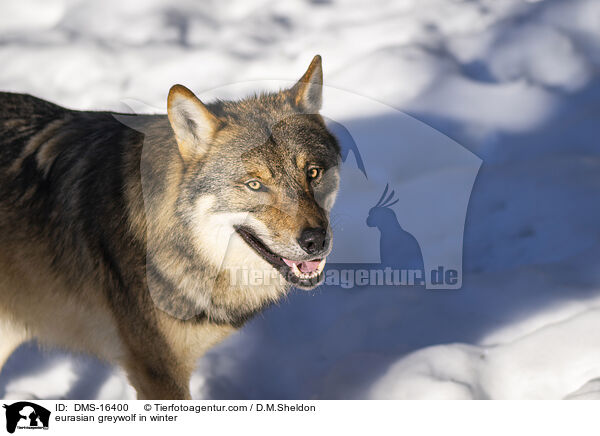 Europischer Wolf im Winter / eurasian greywolf in winter / DMS-16400