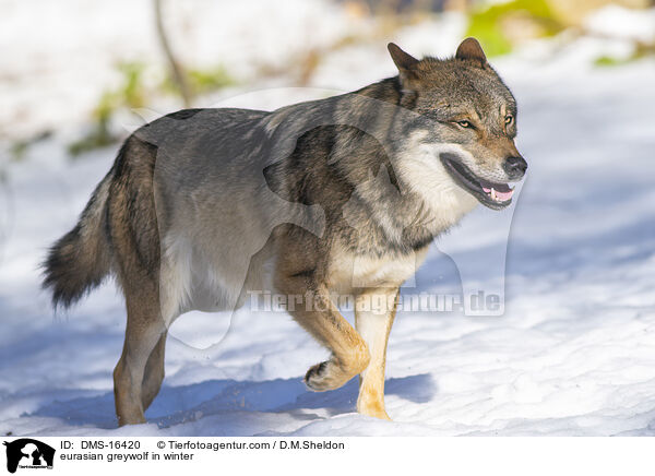 Europischer Wolf im Winter / eurasian greywolf in winter / DMS-16420