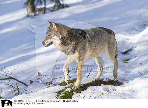 Europischer Wolf im Winter / eurasian greywolf in winter / DMS-16424