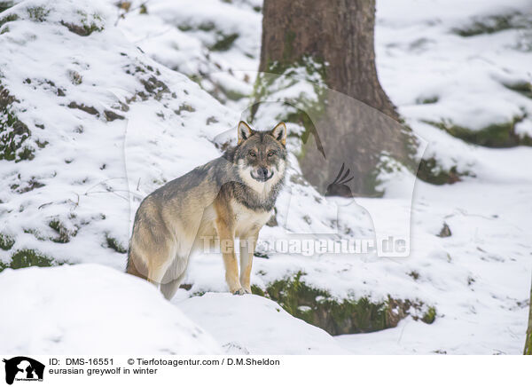 Europischer Wolf im Winter / eurasian greywolf in winter / DMS-16551
