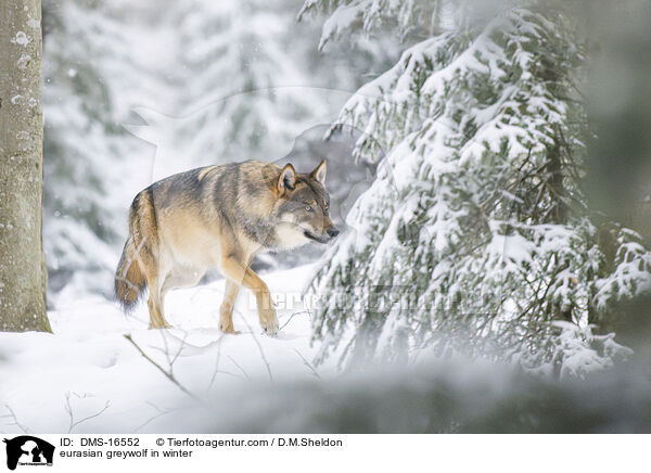 Europischer Wolf im Winter / eurasian greywolf in winter / DMS-16552