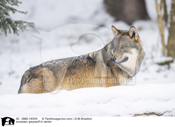 Europischer Wolf im Winter / eurasian greywolf in winter / DMS-16554