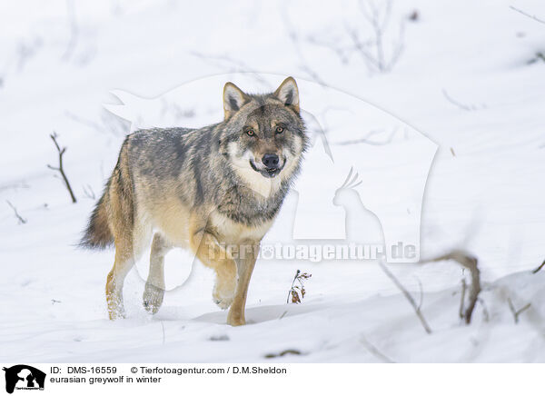 Europischer Wolf im Winter / eurasian greywolf in winter / DMS-16559