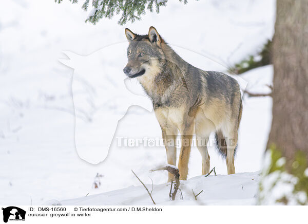 Europischer Wolf im Winter / eurasian greywolf in winter / DMS-16560