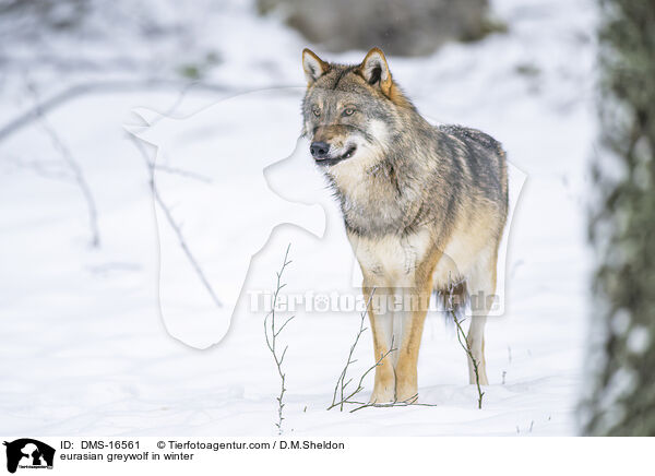 Europischer Wolf im Winter / eurasian greywolf in winter / DMS-16561