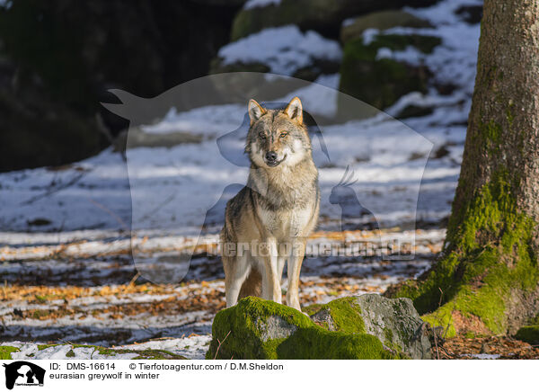 Europischer Wolf im Winter / eurasian greywolf in winter / DMS-16614