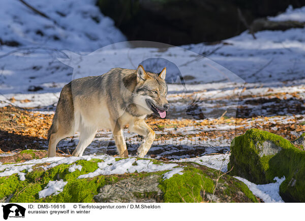 Europischer Wolf im Winter / eurasian greywolf in winter / DMS-16616