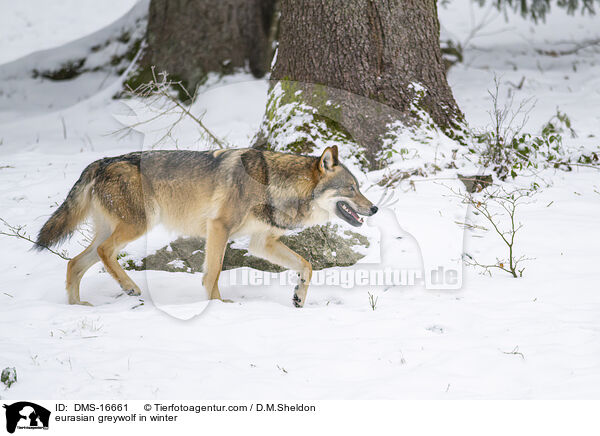 Europischer Wolf im Winter / eurasian greywolf in winter / DMS-16661