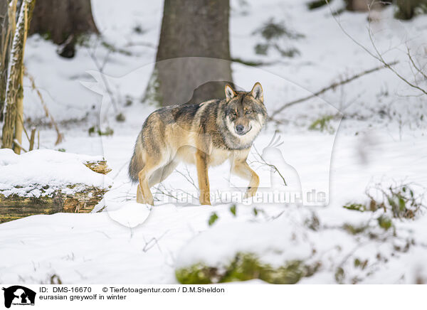 Europischer Wolf im Winter / eurasian greywolf in winter / DMS-16670