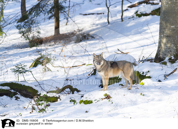 Europischer Wolf im Winter / eurasian greywolf in winter / DMS-16806