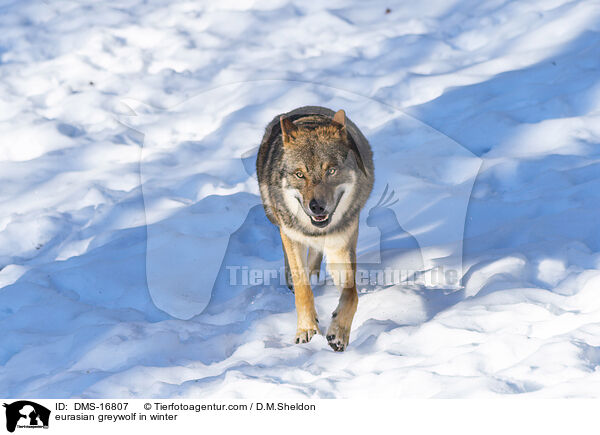 Europischer Wolf im Winter / eurasian greywolf in winter / DMS-16807