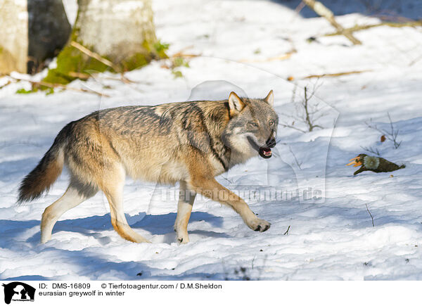 Europischer Wolf im Winter / eurasian greywolf in winter / DMS-16809