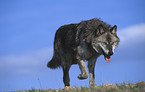 Gray Wolf