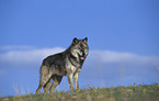 Gray Wolf