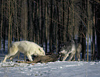 eating gray wolves
