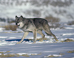 Gray Wolf