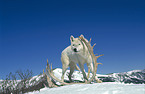 Gray Wolf