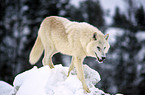 Gray Wolf