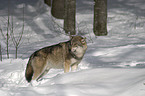 wolf in the snow