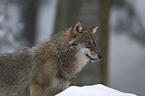 wolf in the snow