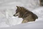 wolf in the snow