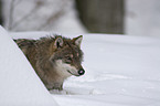 wolf in the snow