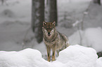 wolf in the snow
