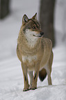 standing greywolf