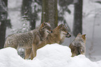 greywolves