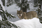 wolf in the snow