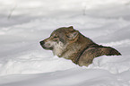 wolf in the snow