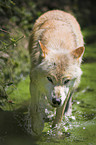 Eastern timber wolf