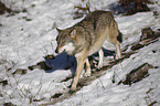walking greywolf