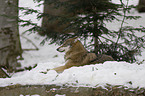 lying greywolf