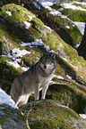 standing greywolf
