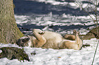 wallowing greywolf