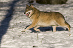 running greywolf