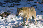 standing greywolf