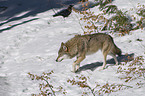 greywolf