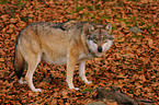 greywolf