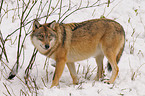 greywolf