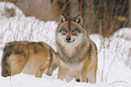 greywolf