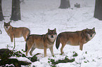 greywolfs